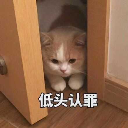 有哪些又可爱又骚气让人忍俊不禁的表情包吸吸?