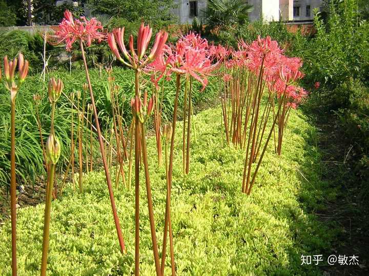 文殊兰属于石蒜科文殊兰属,一直都有绿油油的大叶子,而彼岸花属于石蒜