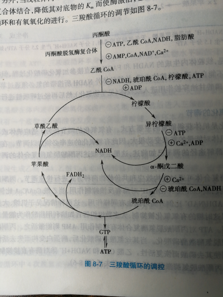 生物化学,三羧酸循环的调控.莫名其妙符合了题目.惊了.