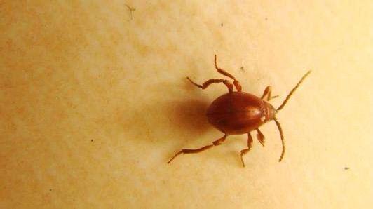 像是拟裸蛛甲,我记得它比较杂食,食性和皮蠹有点像.
