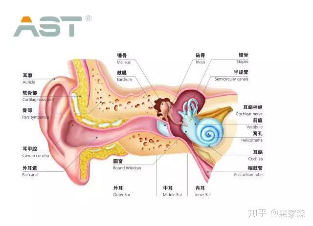 耳道到耳蜗的结构