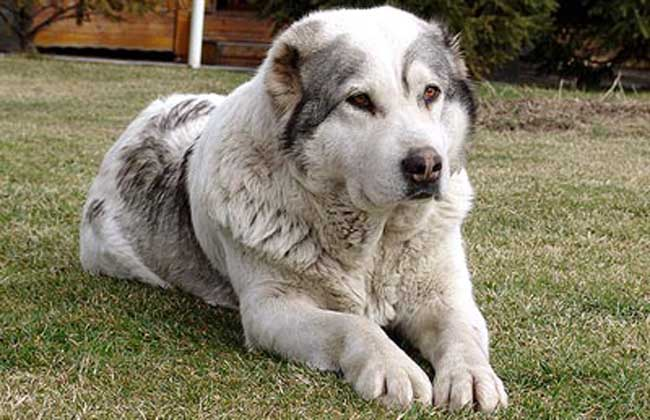 11, 匈牙利牧羊犬
