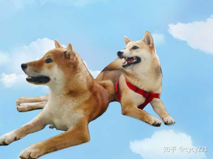什么时候你真的很心疼一只狗?