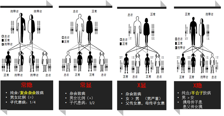 先天性秃顶有科学的遗传规律吗?