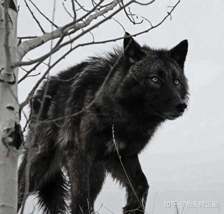 那个纯黑的狼是什么狼?