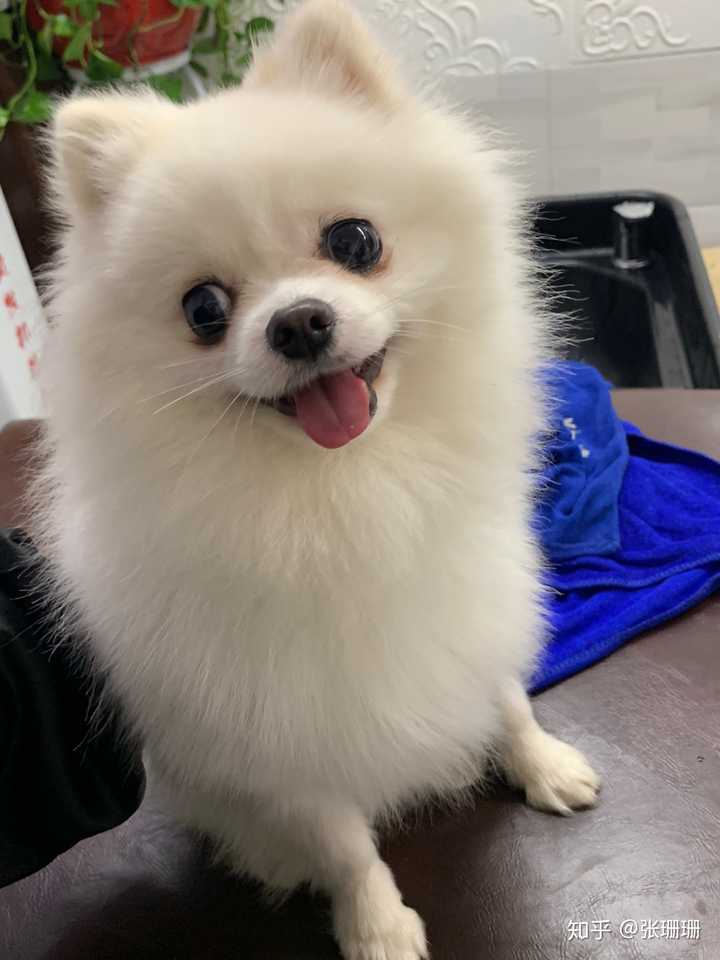 博美较其他小型犬的优点是什么博美为什么好