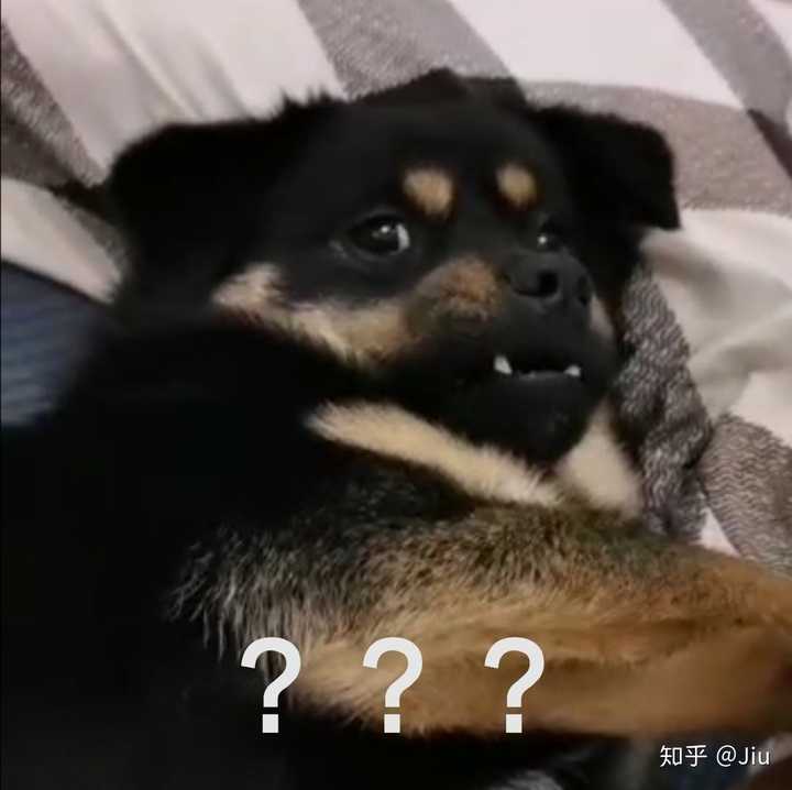 中华田园犬中的四眼狗是什么犬类?