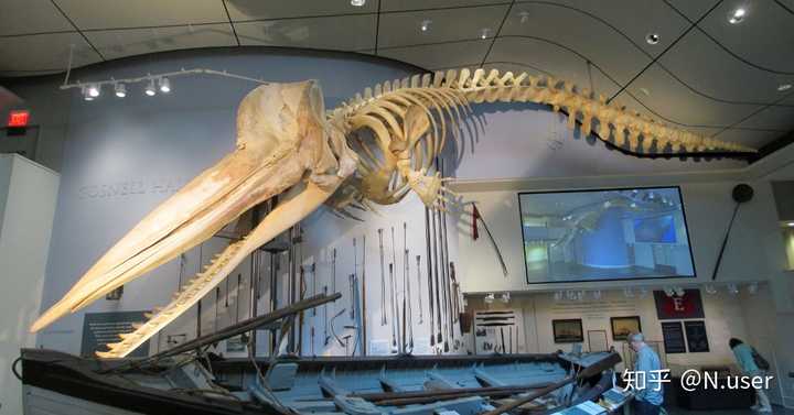 骨头应该不会先被分解吧 所以我去查了一下抹香鲸的骨架 嗯,抹香鲸的