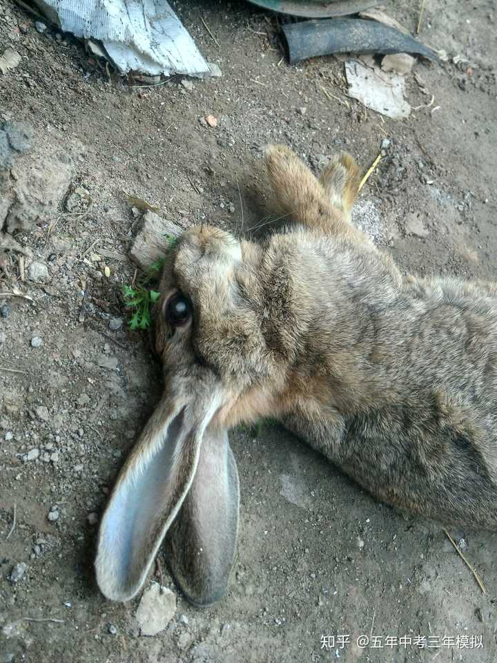 兔子死了不知道为什么.