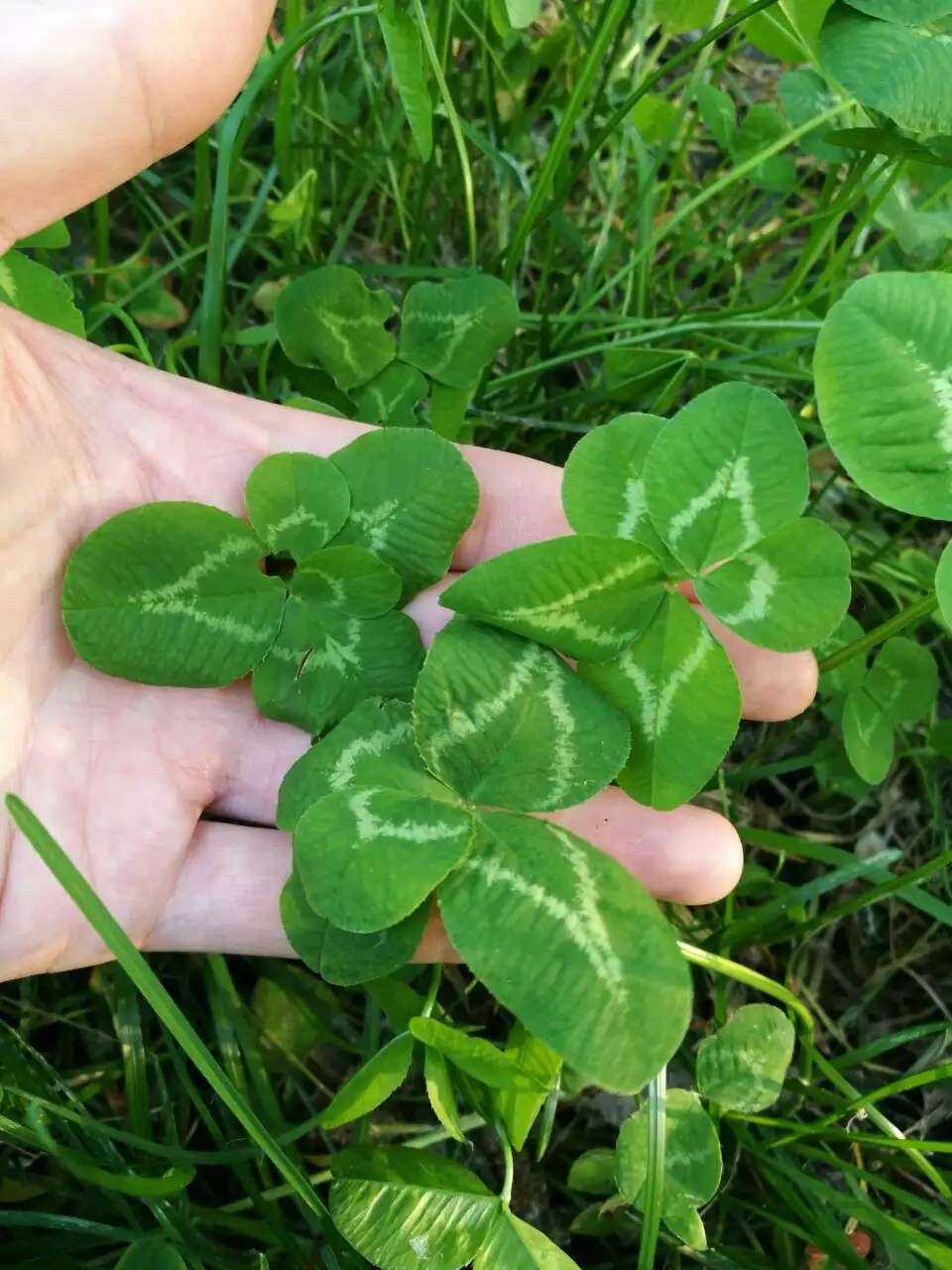 这是什么植物 五叶草