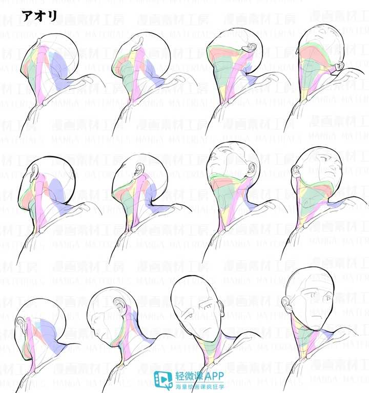 如何画好头颈肩的关系?