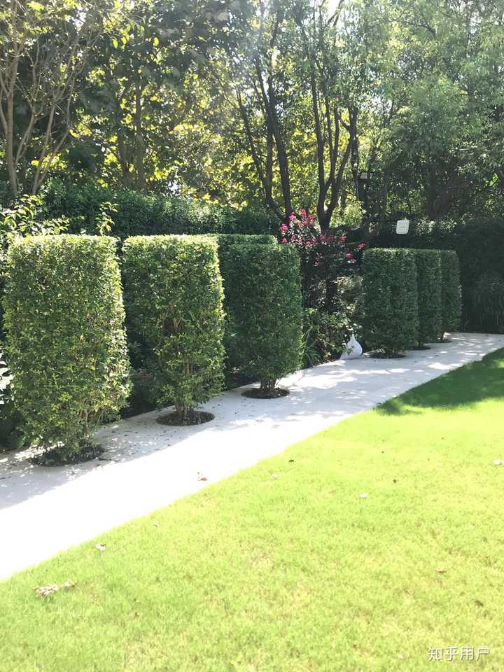 绿篱景观