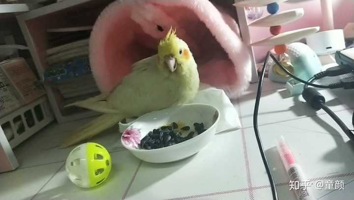 想在寝室手养一只玄凤鹦鹉有什么注意事项还有必需品吗?冲冲冲?