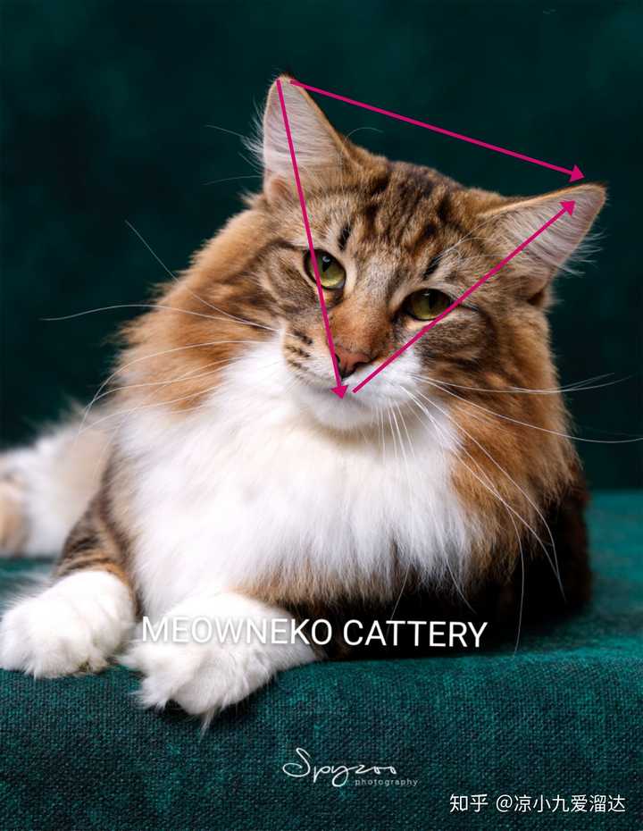 请问,这是挪威森林猫吗?