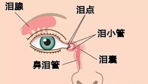 一,按摩方法 1,用拇指或十指指腹压迫泪囊,按在鼻根及眼睛的内眦中央