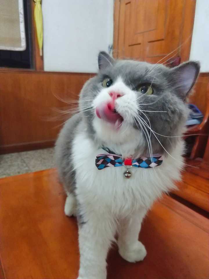 刚买回家几天的蓝猫,老板说之前得了猫藓,现在快好了.