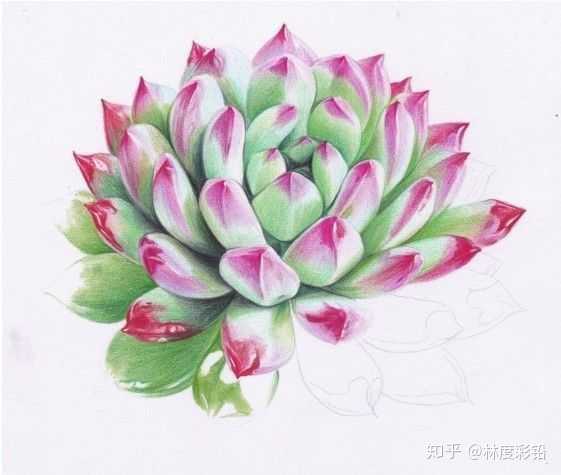 有哪些适合初学者临摹的彩铅画?