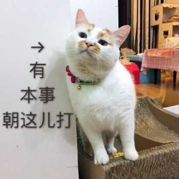 请问有没有猫咪的表情包?