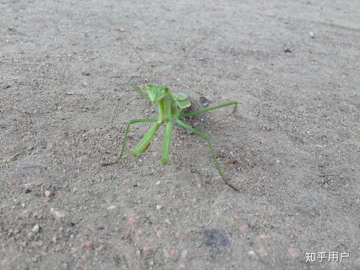 小螳螂正面照