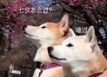 七夕有没有什么适合单身狗发朋友圈的文案或者表情包?