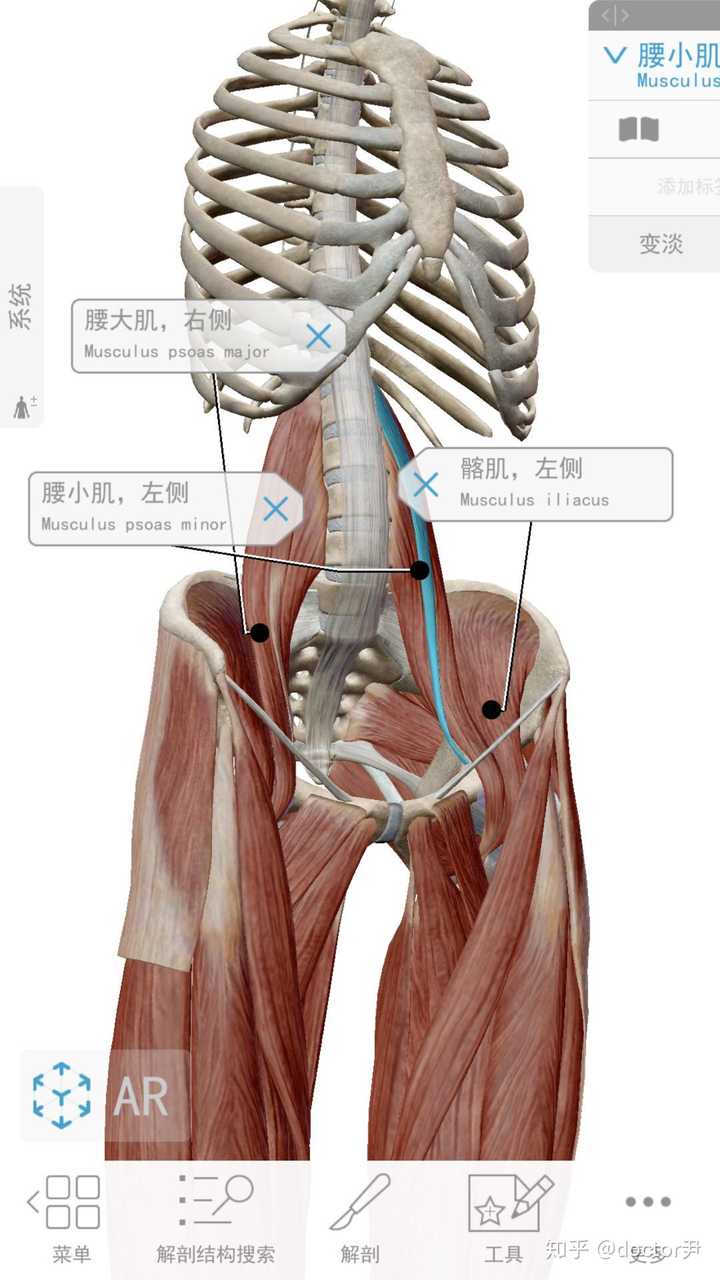 腰大肌,腰小肌,髂肌