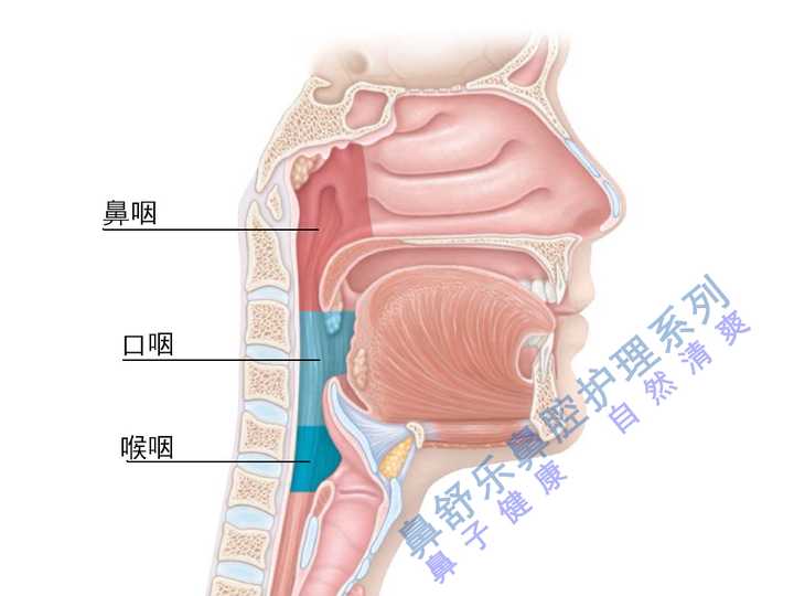 咽喉位置图