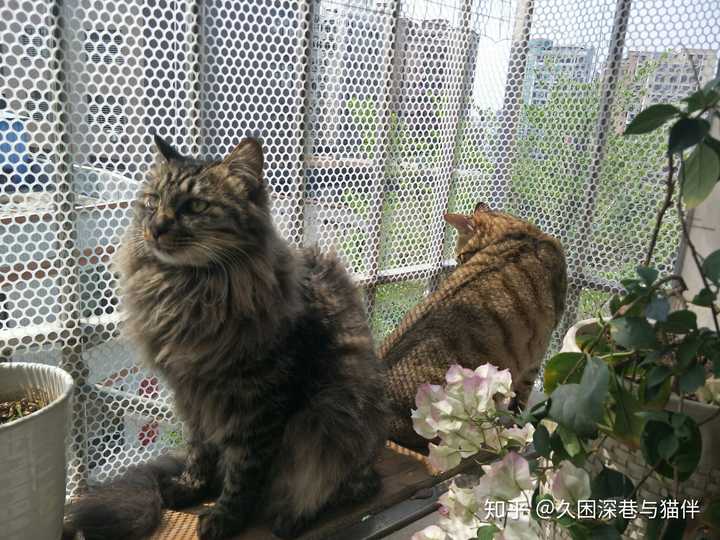 一直想养只猫,没接触领养之前300块买回来"富贵,富贵是一只长毛狸花