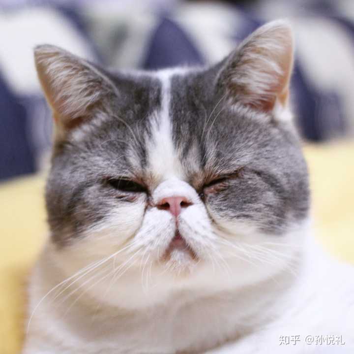 你家宠物有过委屈巴巴的表情吗,有没有照片/视频?