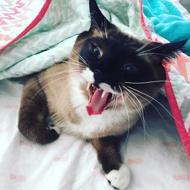 猫打哈欠舌头会打卷吗?