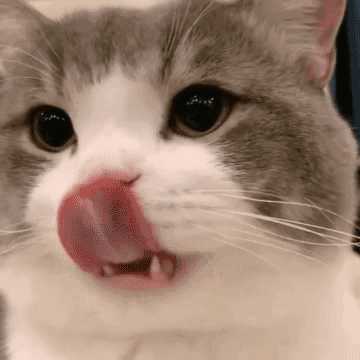 有没有那种猫咪的动图表情包?