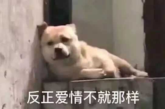 舔狗表情包