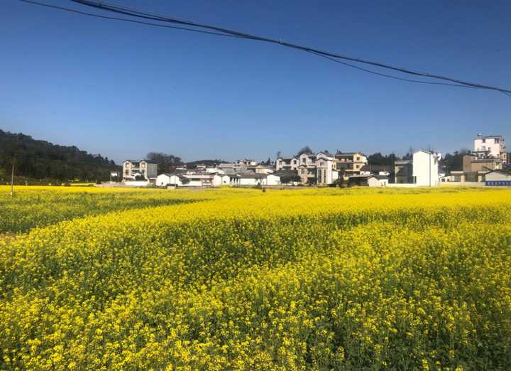 这里被誉为最美乡村公路,这里的油菜花海在规模上和周边风景上来说都