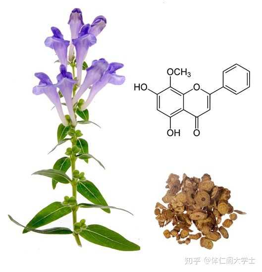 黄芩,连翘三味中药组成,具有清热解毒,疏风解表的功效,适用于外感风热