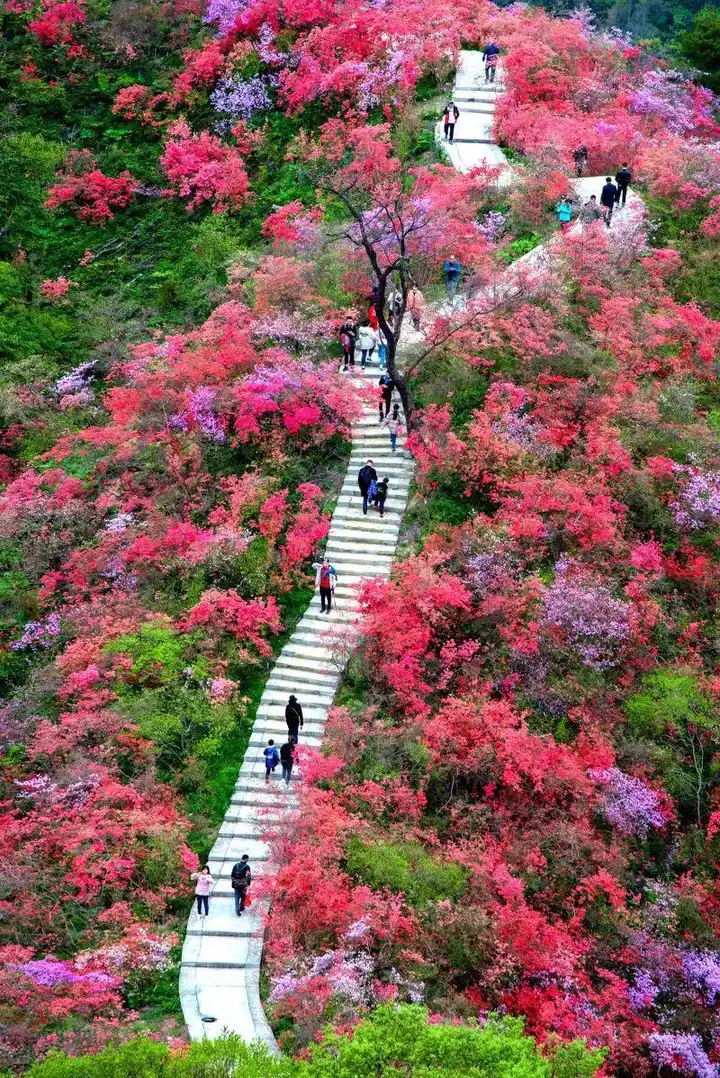 天峡景区:4月杜鹃花海