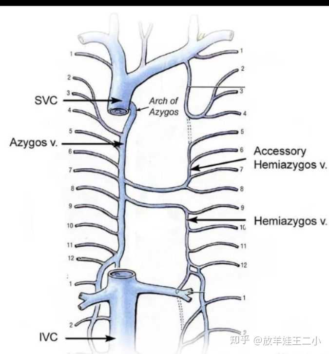 奇静脉azygos vein 起自右腰升静脉,在右侧上升至第7-8胸椎高度,接受