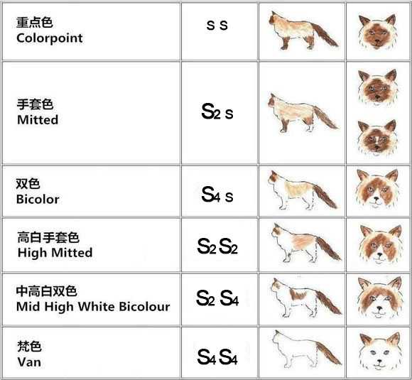 布偶猫的颜色分海豹,山猫纹,重点色,还有什么?他们分别怎么定义?