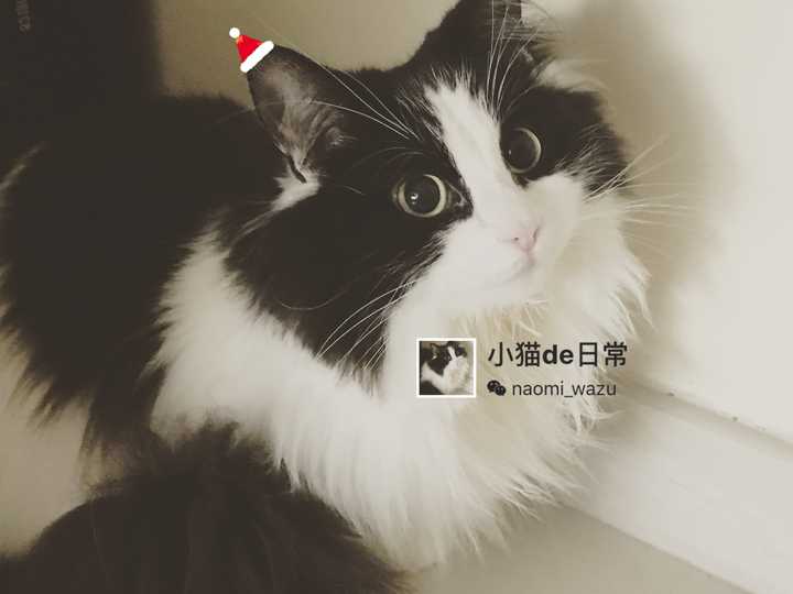 我家的是挪威森林猫
