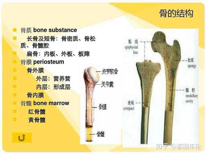 人类要是想获取自己飞行能力,就等于放弃了直立行走能力,骨骼不在适合