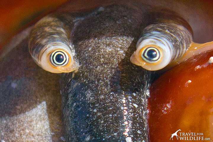 什么动物的眼睛最好看?