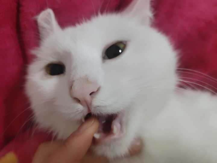 我家猫咪这算发腮了吗