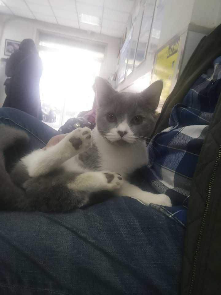 英短和美短有啥特点?猫的性格可以调教吗(我喜欢安静点的性格)?