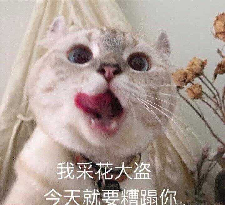 哪些表情包可以用来撩妹?