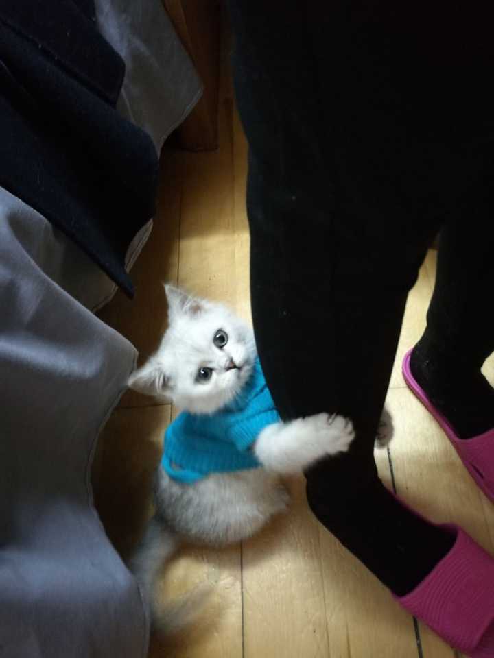 能否用视频分享,养一只小奶狗或小奶猫是怎样的体验?
