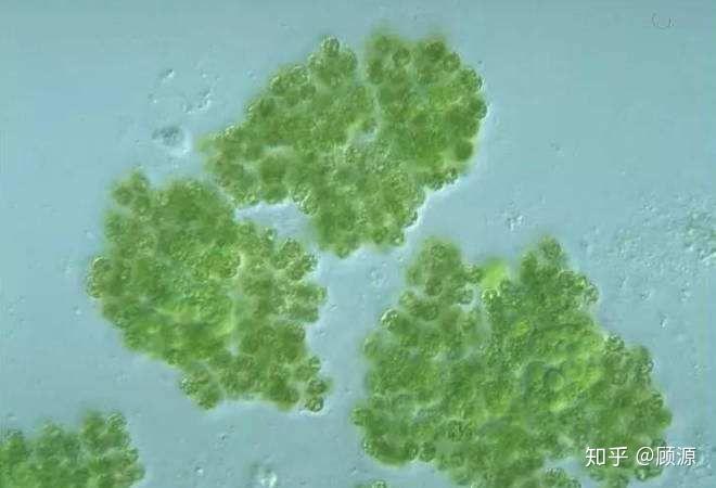 是单细胞原核生物. 所以蓝藻是细菌,不是植物.