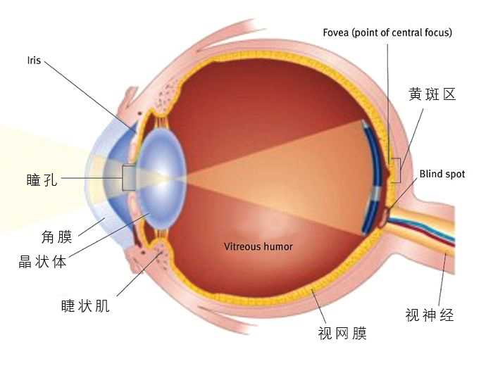 眼睛的构造