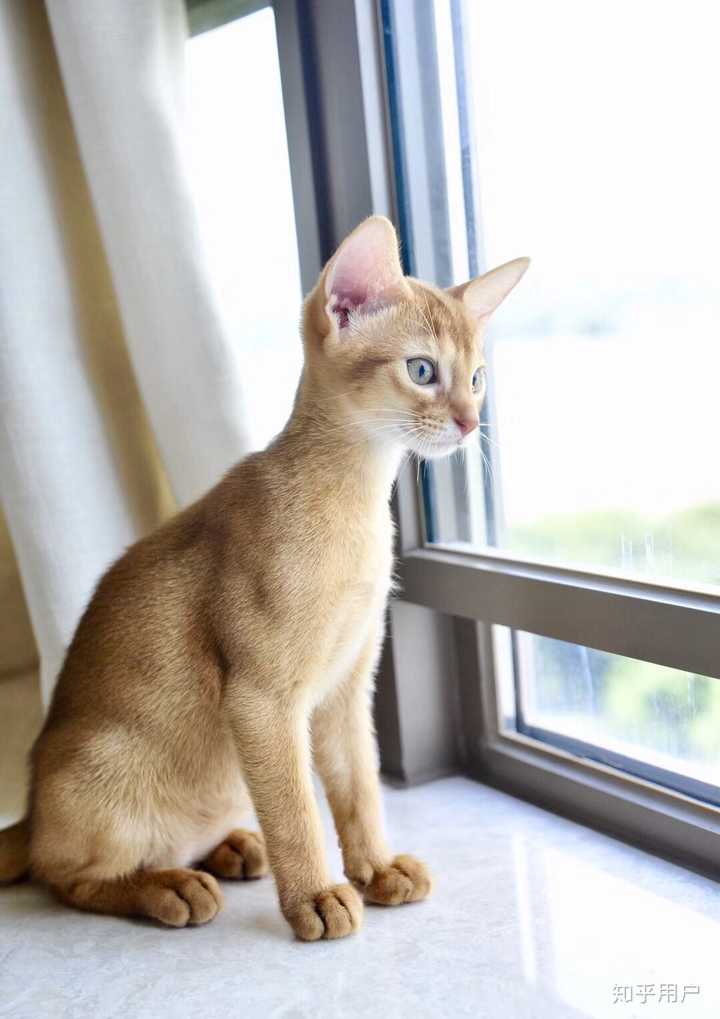 猫有纯黑纯白,为什么现在见不到没有虎斑的纯黄色的猫?