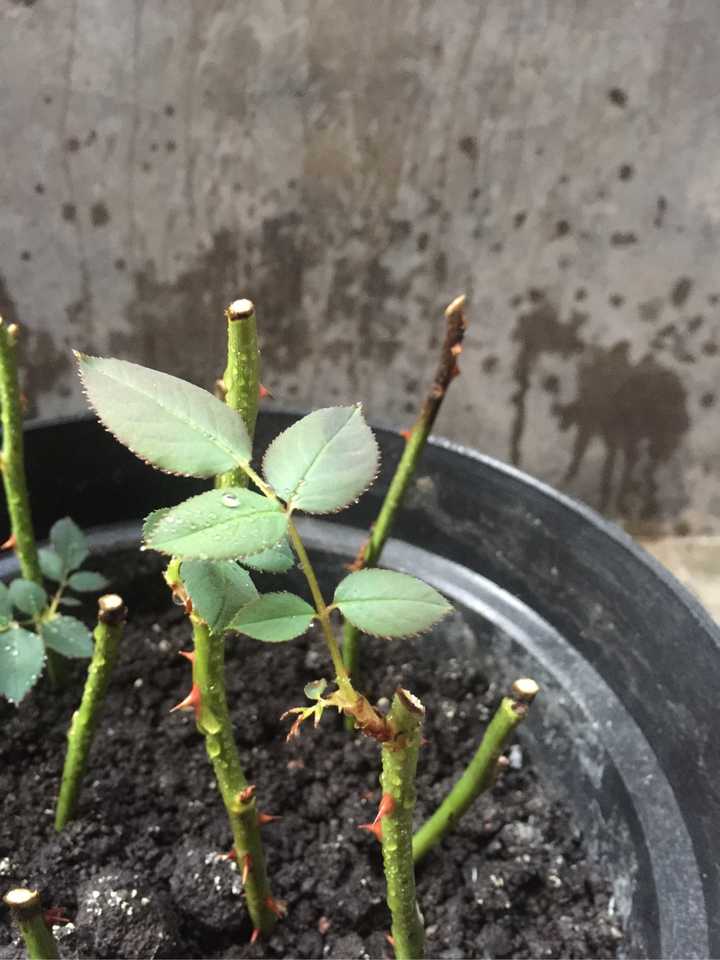 玫瑰花截枝插土种植刚刚发芽长枝后,叶子枯萎连茎是从