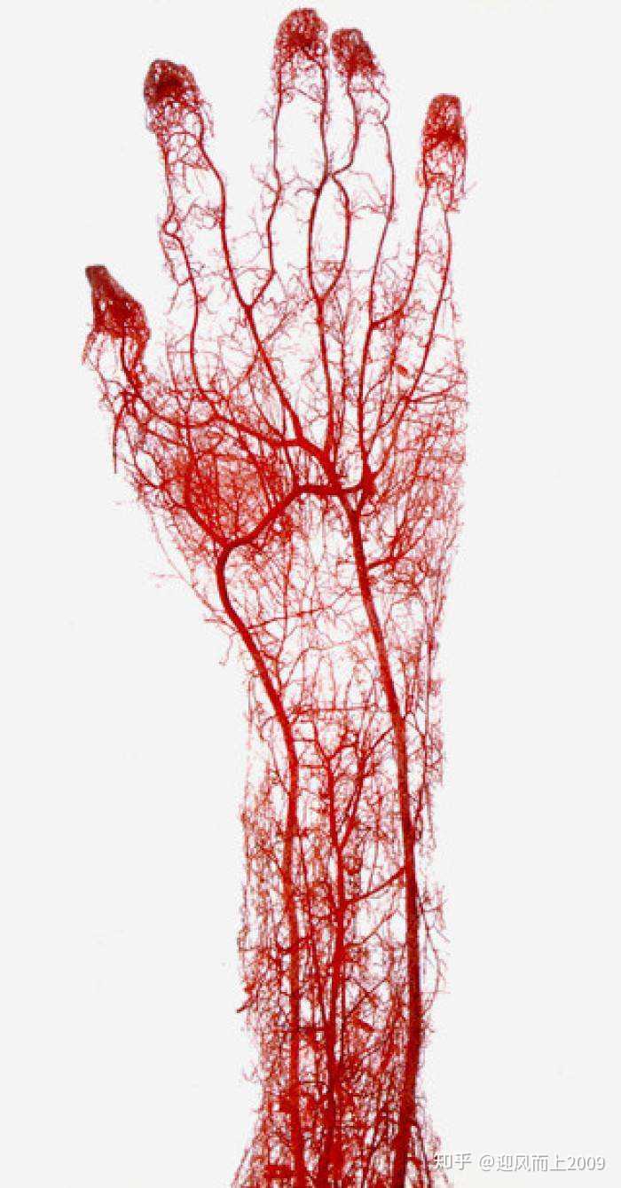神经与血管差不多,都是全身分布,从大血管分到毛细血管.