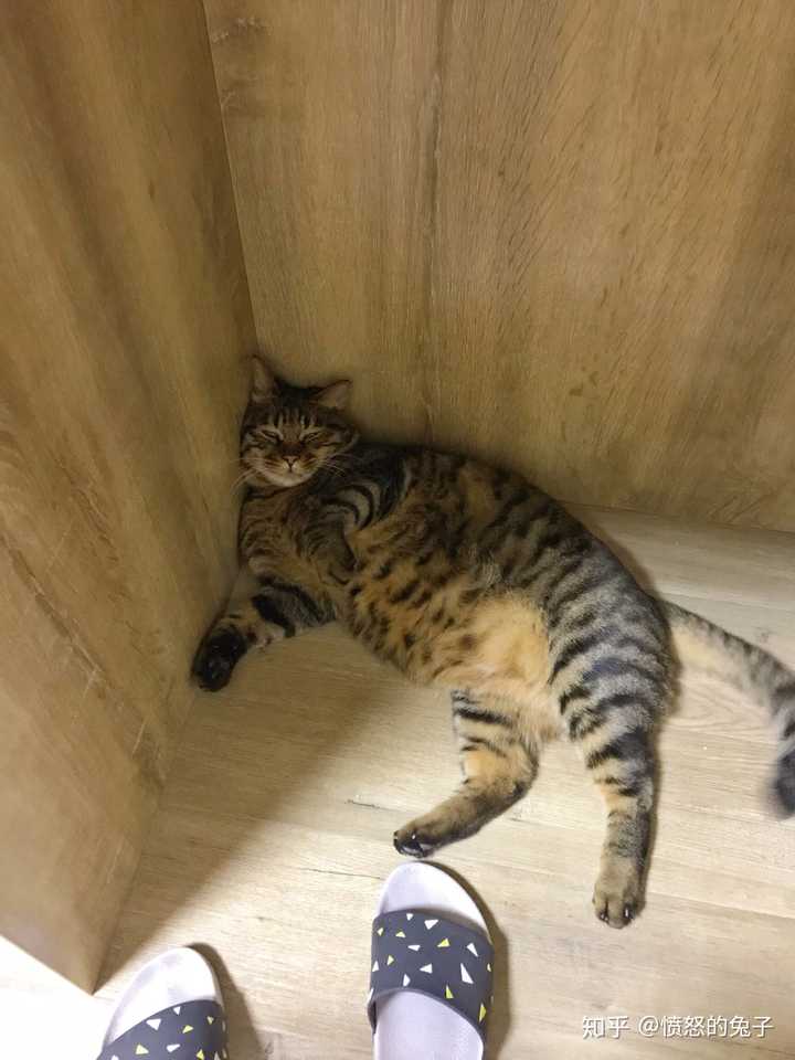 狸花猫怎么样好养吗