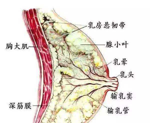 对于胸部而言就是使胸大肌组织变厚,变壮,带来的直接结果并不是乳房的